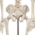 Replica Human Half-size Skeleton (33″) – Economy