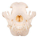 Real Domestic Dog Skull – Bullmastiff