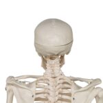 Replica Human Half-size Skeleton (33″) – Economy