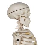 Replica Human Half-size Skeleton (33″) – Economy