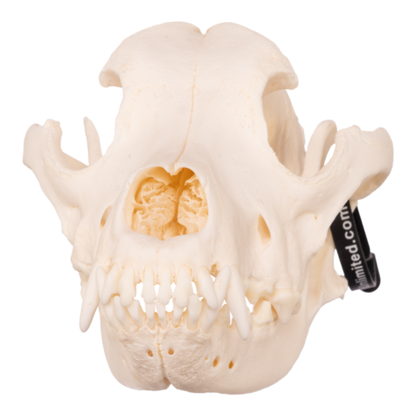 Real Domestic Dog Skull – Bullmastiff
