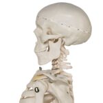 Replica Human Half-size Skeleton (33″) – Economy