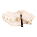 Real Domestic Dog Skull – Bullmastiff