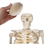 Replica Human Half-size Skeleton (33″) – Economy