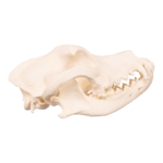 Real Domestic Dog Skull – Bullmastiff
