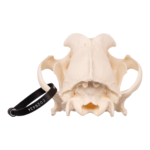 Real Domestic Dog Skull – Bullmastiff