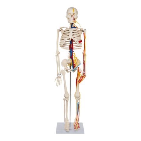 Replica Human Half-size Skeleton with Nerves and Arteries (33") - Economy - 5.5 lb