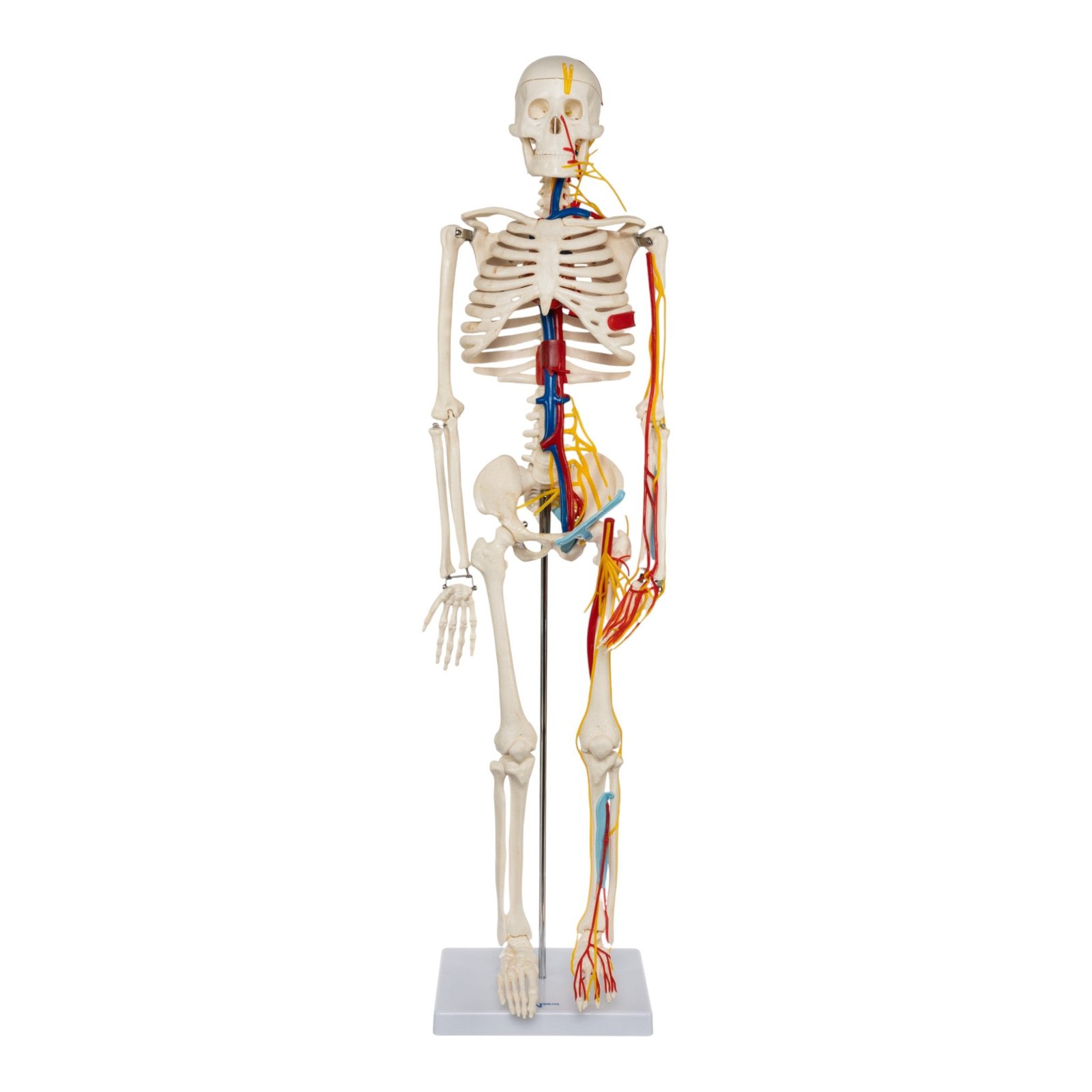 Replica Human Half-size Skeleton with Nerves and Arteries (33") - Economy - 5.5 lb