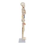 Replica Human Half-size Skeleton with Nerves and Arteries (33″) – Economy
