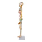 Replica Human Half-size Skeleton with Nerves and Arteries (33″) – Economy