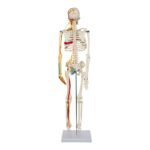 Replica Human Half-size Skeleton with Nerves and Arteries (33″) – Economy