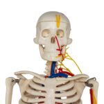 Replica Human Half-size Skeleton with Nerves and Arteries (33″) – Economy