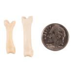Real Coyote Phalange Pair