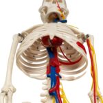 Replica Human Half-size Skeleton with Nerves and Arteries (33″) – Economy