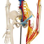 Replica Human Half-size Skeleton with Nerves and Arteries (33″) – Economy