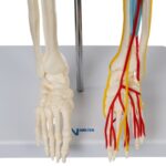 Replica Human Half-size Skeleton with Nerves and Arteries (33″) – Economy
