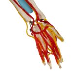 Replica Human Half-size Skeleton with Nerves and Arteries (33″) – Economy