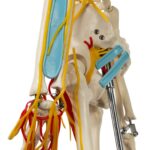 Replica Human Half-size Skeleton with Nerves and Arteries (33″) – Economy
