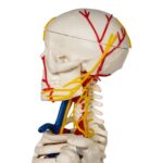 Replica Human Half-size Skeleton with Nerves and Arteries (33″) – Economy