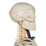 Replica Human Half-size Skeleton with Nerves and Arteries (33″) – Economy