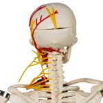 Replica Human Half-size Skeleton with Nerves and Arteries (33″) – Economy