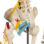 Replica Human Half-size Skeleton with Nerves and Arteries (33″) – Economy