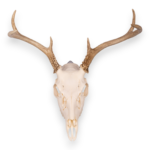 Metal Skull Mount – The ‘Bambi’ Bracket