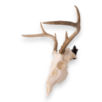 Metal Skull Mount – The ‘Bambi’ Bracket