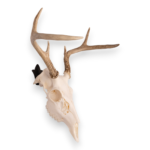 Metal Skull Mount – The ‘Bambi’ Bracket