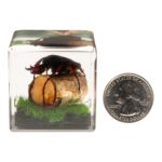 Real Longhorn Beetle in Acrylic Cube