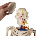 Replica Human Half-size Skeleton with Nerves and Arteries (33″) – Economy