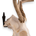 Metal Skull Mount – The ‘Bambi’ Bracket