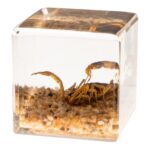Real Golden Scorpion in Acrylic Cube