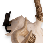 Metal Skull Mount – The ‘Bambi’ Bracket