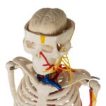 Replica Human Half-size Skeleton with Nerves and Arteries (33″) – Economy