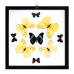 Real Butterflies in Black Frame – Set of 9