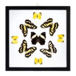 Real Butterflies in Black Frame – Set of 9