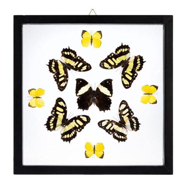 Real Butterflies in Black Frame – Set of 9