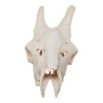Real Southern Giraffe Skull – Male, No Mandible – 17 lb
