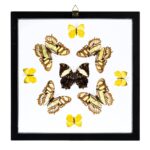 Real Butterflies in Black Frame – Set of 9