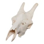 Real Southern Giraffe Skull – Male, No Mandible – 17 lb