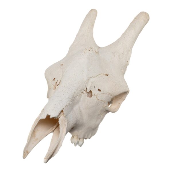 Real Southern Giraffe Skull – Male, No Mandible – 17 lb