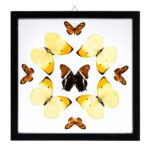 Real Butterflies in Black Frame – Set of 9