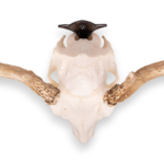 Metal Skull Mount – The ‘Bambi’ Bracket