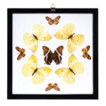 Real Butterflies in Black Frame – Set of 9