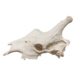 Real Southern Giraffe Skull – Male, No Mandible – 17 lb