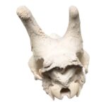 Real Southern Giraffe Skull – Male, No Mandible – 17 lb