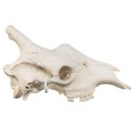 Real Southern Giraffe Skull – Male, No Mandible – 17 lb