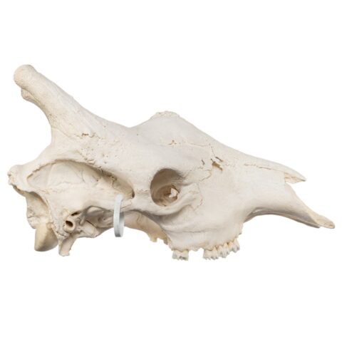 Real Southern Giraffe Skull - Male, No Mandible - 17 lb