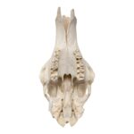 Real Southern Giraffe Skull – Male, No Mandible – 17 lb